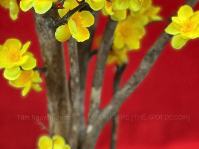 Cây Mai Vàng thân gỗ Cao 130 - 140cm CAYCANH-TET-02